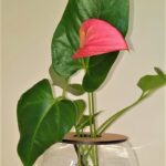 10cm-Fishbowl-with-Anthurium.jpeg 10cm Fishbowl with Anthurium - Pink Flower