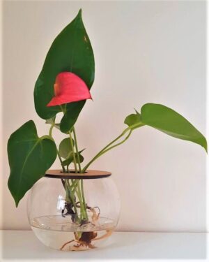 10cm-Fishbowl-with-Anthurium-2.jpeg 10cm Fishbowl with Anthurium - Pink Flower
