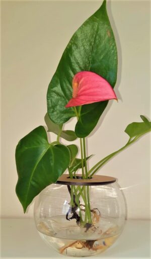 10cm-Fishbowl-with-Anthurium.jpeg 10cm Fishbowl with Anthurium - Pink Flower