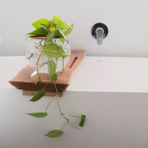Fishbowl with Heart-Leaf Philodendron