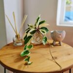 10cm-fishbowl-with-Hoya.jpg Fishbowl with Hoya - 10cm