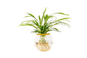 20cm-Fishbowl-with-Bamboo.jpeg Fishbowl with Bamboo Palm