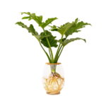 Barrel Vase with Philodendron Selloum