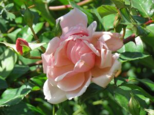 Albertine.jpg Albertine Climbing Rose 5lt