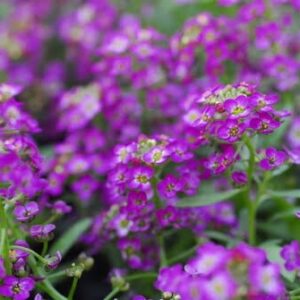 Alyssum-Violet-6pack.jpeg Alyssum Violet 6 pack