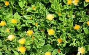 Aptenia Yellow 6 Pack
