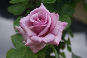 Arctic-Ice.jpg Arctic Ice Hybrid Tea Rose 5lt