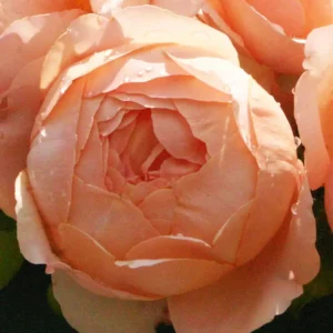Avril-Elizabeth-Home.webp Rose Avril Elizabeth Home 5lt