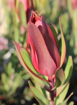 Leucadendron Ayoba African Candy 22cm Pot Leucadendron Ayoba African Candy 22cm Pot