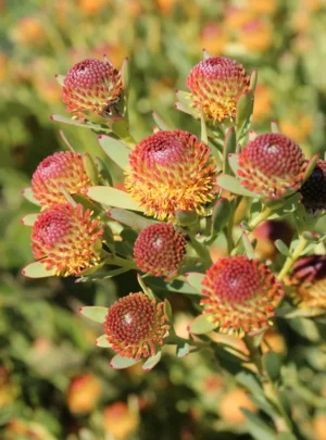 Ayoba®-African-Pop.webp Leucadendron Ayoba African Pop 15cm Pot