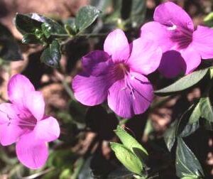 Barleria Purple Prince 4lt