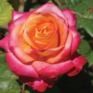 Beauty-from-Within.jpg Beauty from Within Hybrid Tea Rose 5lt