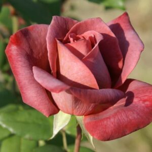 Black-Tea.jpg Black Tea Hybrid Tea Rose 5lt