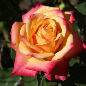Bonfire-SPEonfi.jpg Bonfire SPEonfi Hybrid Tea Rose 5lt