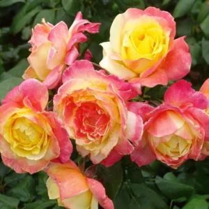 Brothers-Grimm.webp Rose Brothers Grimm 5lt
