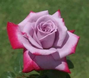 Burning-Sky.webp Burning Sky Hybrid Tea Rose 5lt