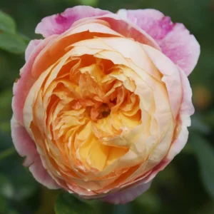 Candice.webp Rose Candice 5lt