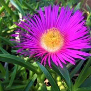 Carpobrotus-Muirii-6-Pack.jpg Carpobrotus Muirii 6 Pack