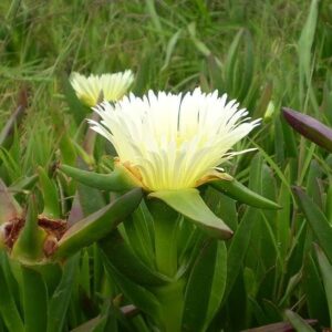 Carpobrotus-edulis-6pack-1.jpg Carpobrotus Edulis 6 Pack
