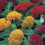 Celosia 'Armor Mix' 4 Pack