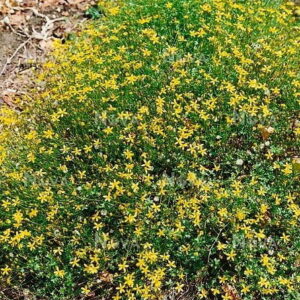 Cineraria-Saxifraga-6-Pack.jpg Cineraria Saxifraga 6 Pack