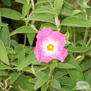 Cistus-Silver-Pink.jpg Cistus Silver Pink 12cm Pot