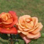 Coreen Krige Hybrid Tea Rose 5lt