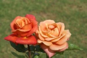 Coreen-Krige.jpg Coreen Krige Hybrid Tea Rose 5lt