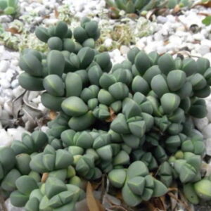 Corpuscularia-Lehmannii-6-Pack.jpg Corpuscularia Lehmanii 6 Pack