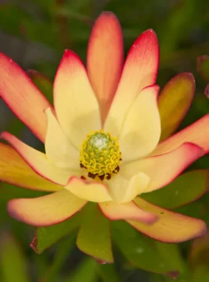 Leucadendron Cream Bun 22cm Pot Leucadendron Cream Bun 22cm Pot