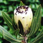 Protea 'Cream Mink' 15cm Pot