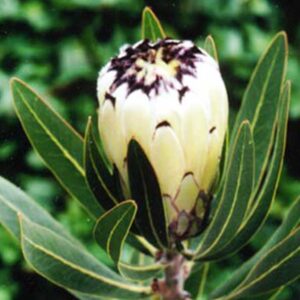 Cream-Mink.jpg Protea 'Cream Mink' 15cm Pot
