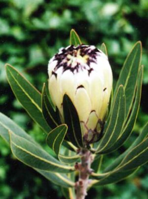 Cream-Mink.jpg Protea 'Cream Mink' 15cm Pot