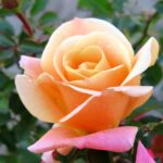 Deloitte & Touche Rose STD 90cm