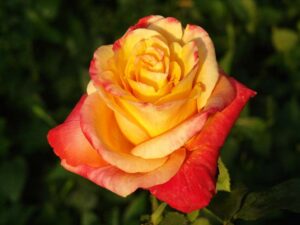 Durbanville-Flame.jpg Durbanville Flame Hybrid Tea Rose 5lt