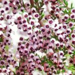 Erica Canaliculata 15cm Pot