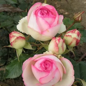 Eden-Rose.webp Eden Rose Climbing Rose 5lt
