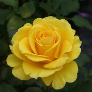 Egoli.jpg Egoli Hybrid Tea Rose 5lt