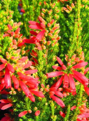 Erica Plants for sale at clicknplant nursery