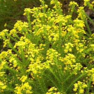 Euryops-Virgineus-6-Pack-1.jpg Euryops Virgineus 6 Pack