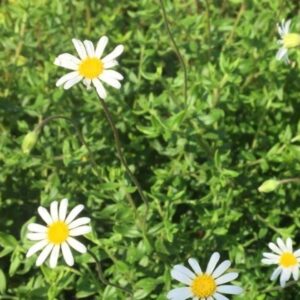 Felicia-Amelloides-Alba-6-Pack-1.jpg Felicia Amelloides 'Alba' 6 Pack