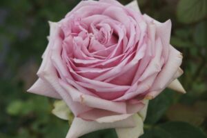 Fifty-Shades-of-Grey.jpg Fifty Shades of Grey Hybrid Tea Rose 5lt