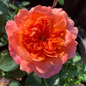 Foxy-Lady-LUDafrieasy.webp Rose Foxy Lady LUDafrieasy 5lt