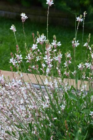 Gaura-Sparkle-White-4pack.jpg Gaura 'Sparkle White' 4 Pack Tray