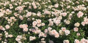 Granny-Dearest.jpg Granny Dearest Rose STD 90cm