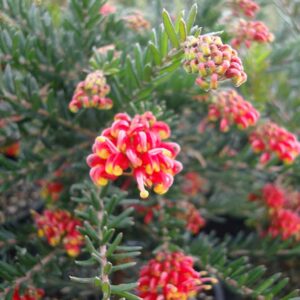 Grevillea-Fireworks-15cm-pot.jpg Grevillea Fireworks 15cm pot