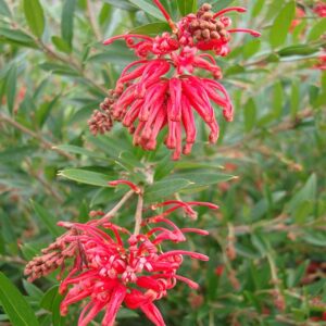 Grevillea-Lady-O-15cm-pot.jpg Grevillea Lady O 15cm pot