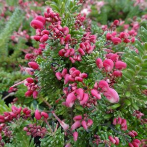 Grevillea-Mount-Tamboritha-15cm-pot.jpg Grevillea Mount Tamboritha 15cm pot
