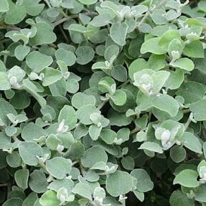 Helichrysum-Petiolare-broadleaf-6-Pack.jpg Helichrysum Petiolare (broadleaf) 6 Pack