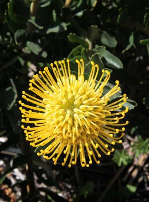 Leucospermum High Gold (pincushion) 15cm Pot